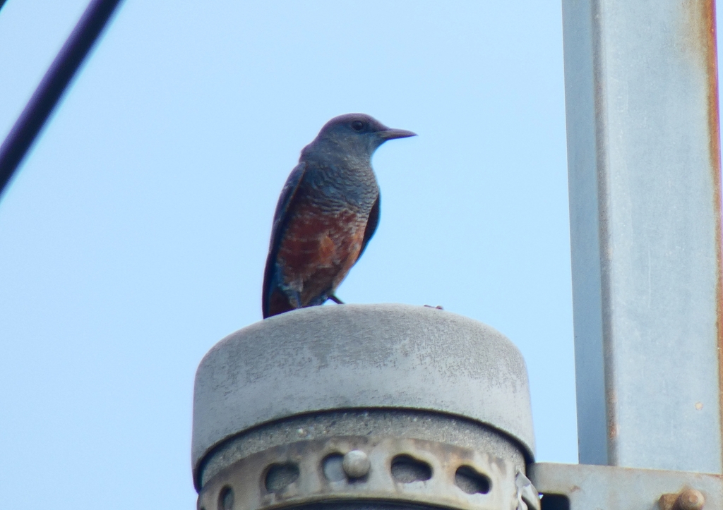 P1070361：イソヒヨドリ（オス）_R