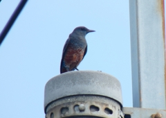 P1070361：イソヒヨドリ（オス）_R