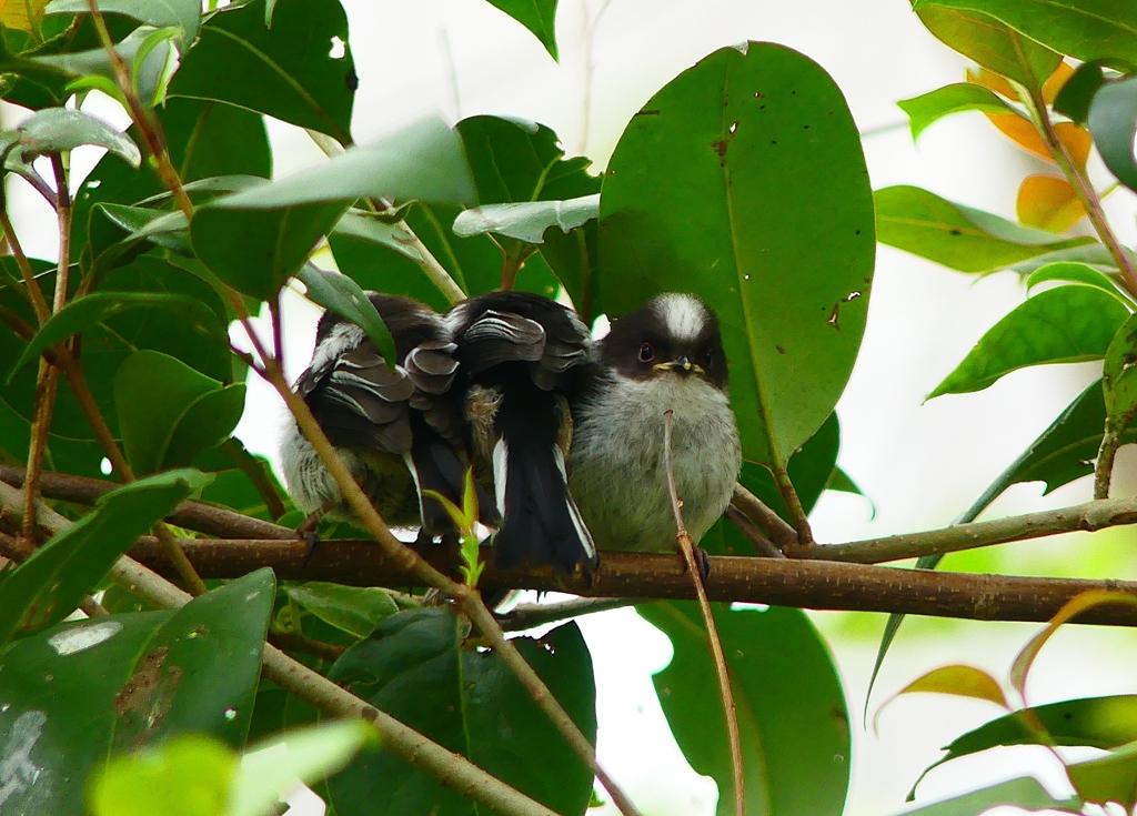 P4900721：エナガ団子_R