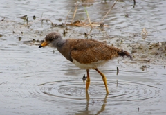 P4980904：ケリ（幼鳥A）_R