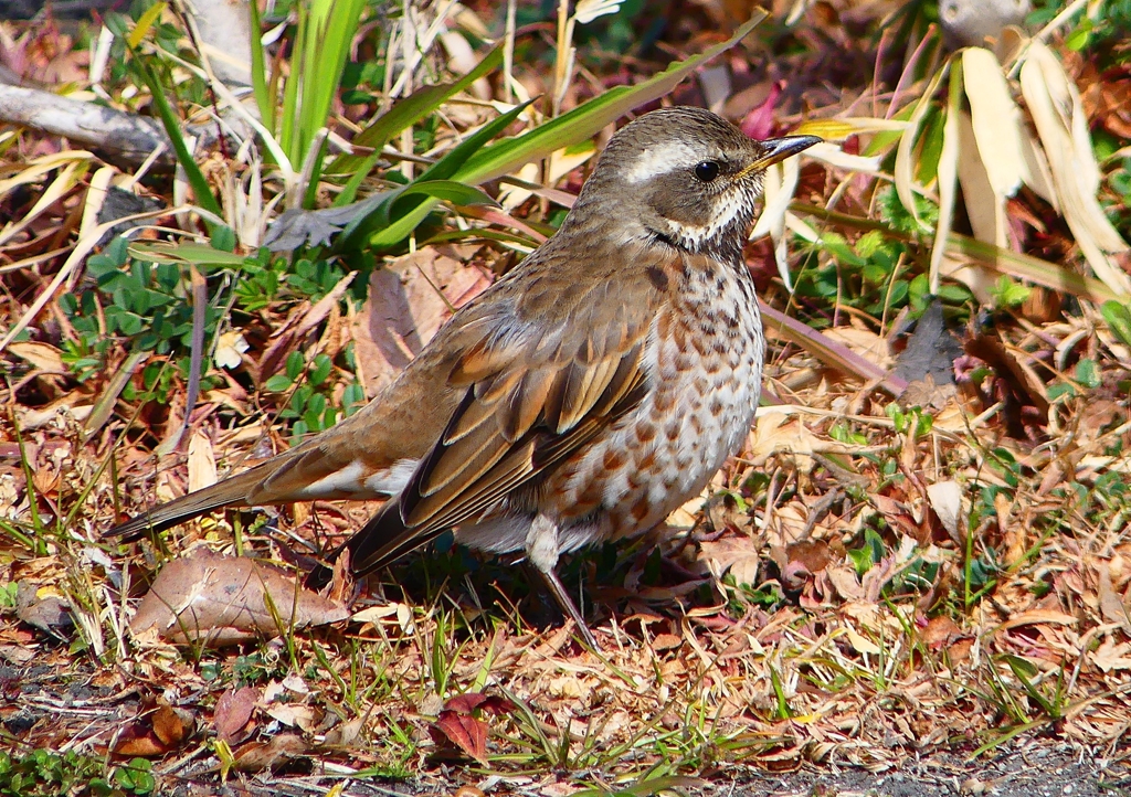 P1790652：ツグミ_R