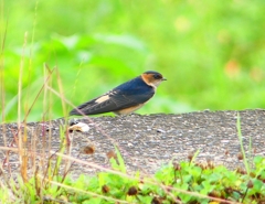 P1030636：コシアカツバメ（幼鳥）_R