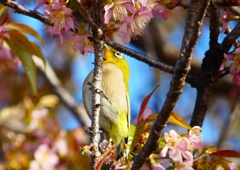 P1620167：桜メジロ_R