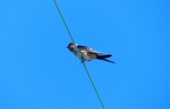 P1040857：コシアカツバメ_R