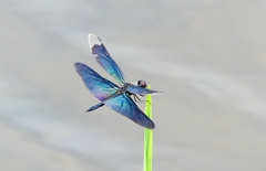 P1050501：チョウトンボ_R