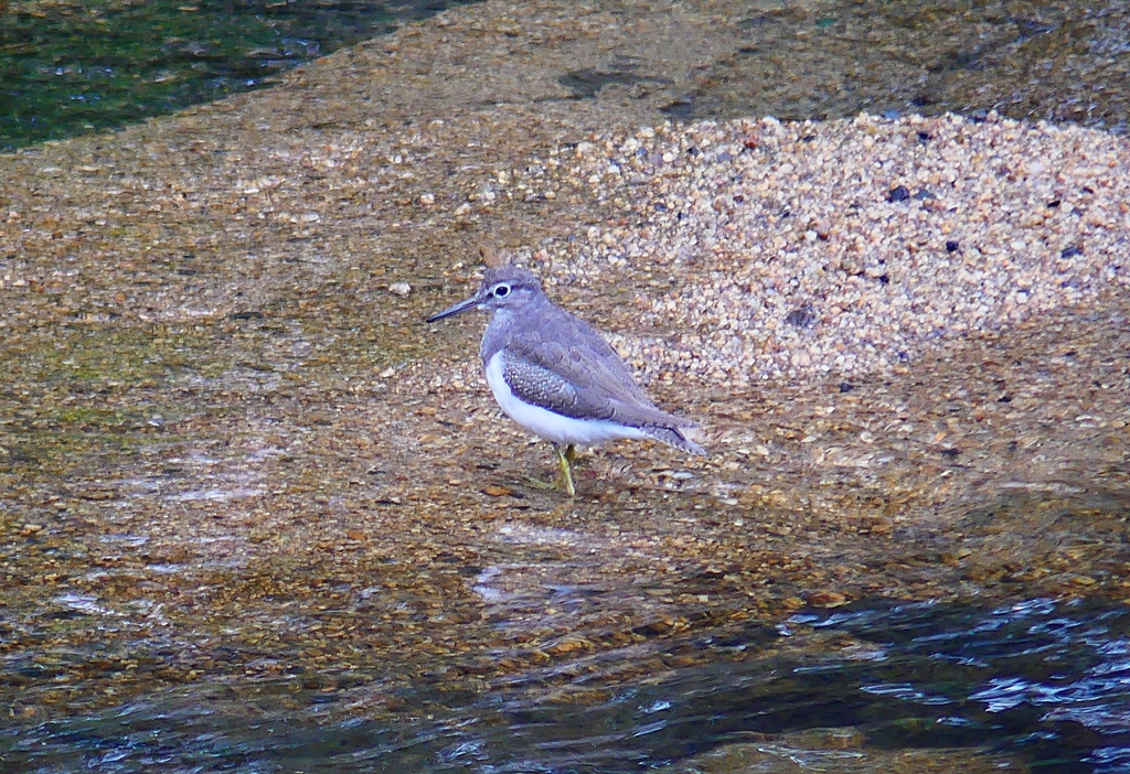 P4380700：イソシギ_R