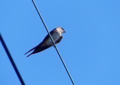 P1180478：コシアカツバメ_R