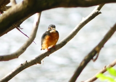 P1240454：カワセミ（メス）_R
