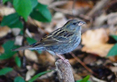 P1750296：クロジ_R