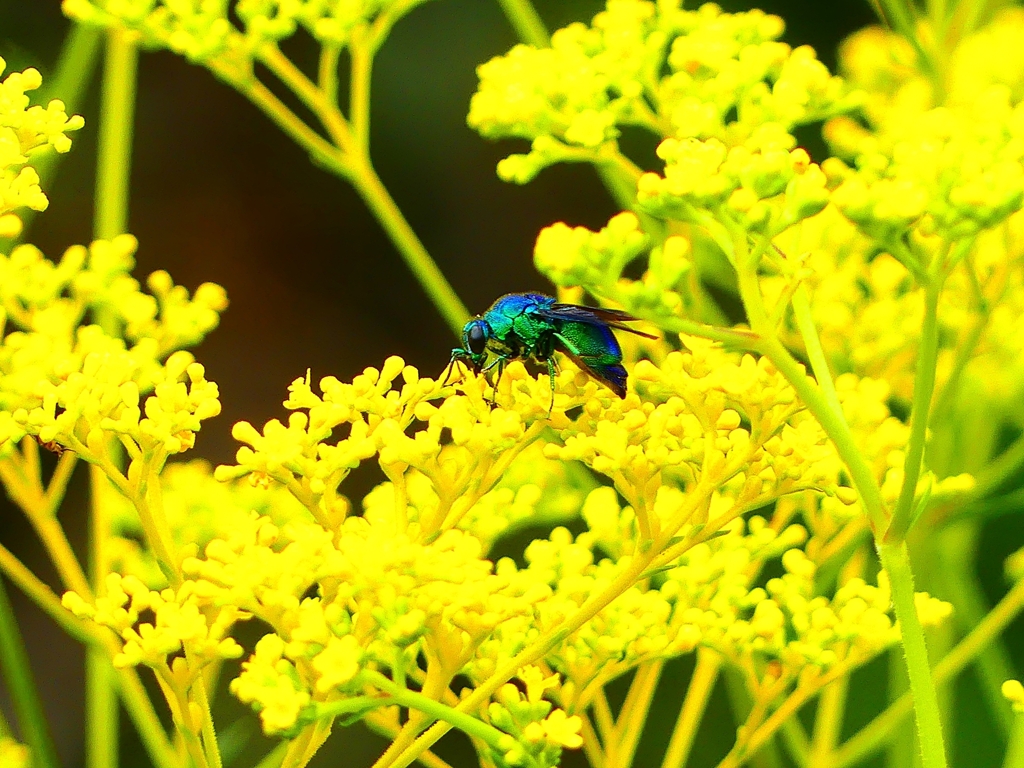 P1100293：オオセイボウ_R