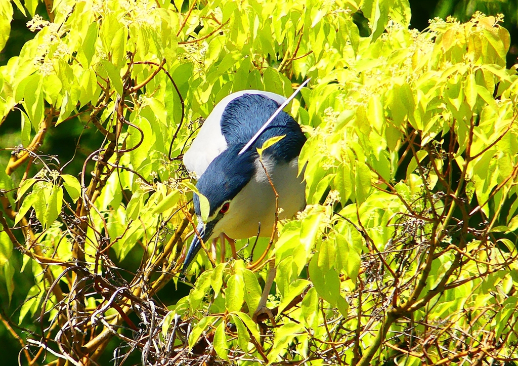 P2010654：ゴイサギ_R