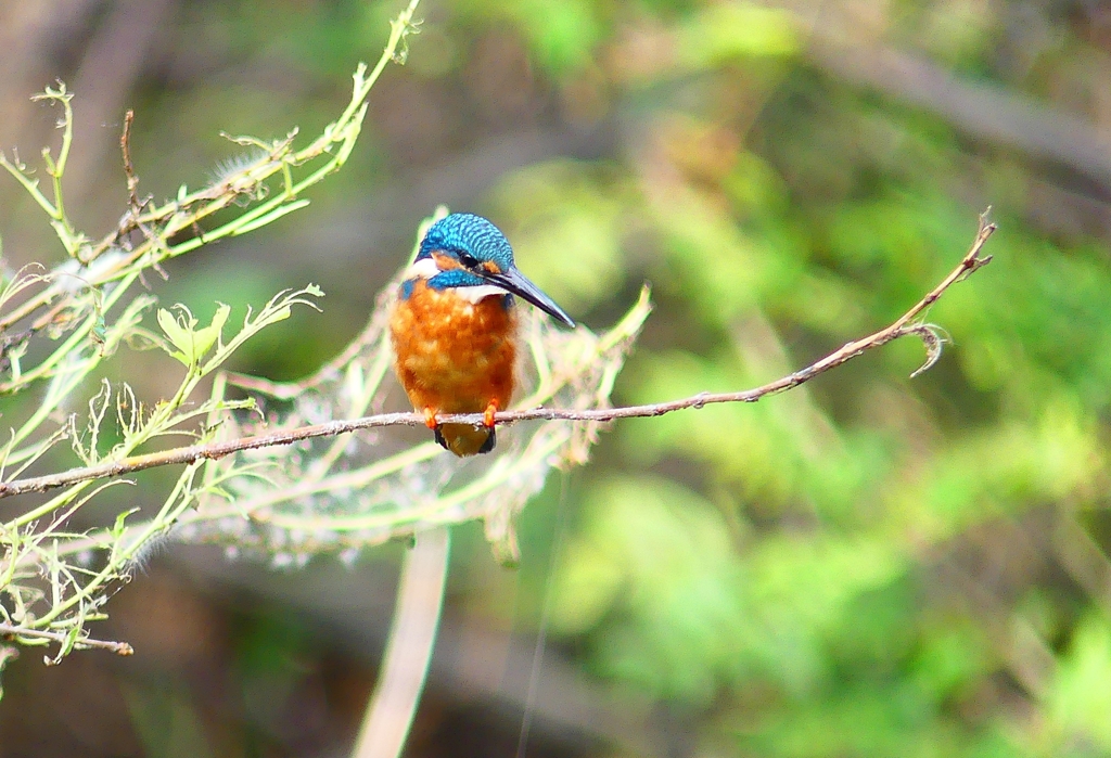 P4320143：カワセミ（オス）_R