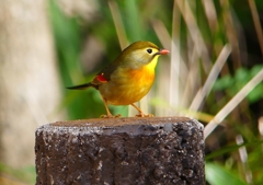 P1550723：ソウシチョウ_R