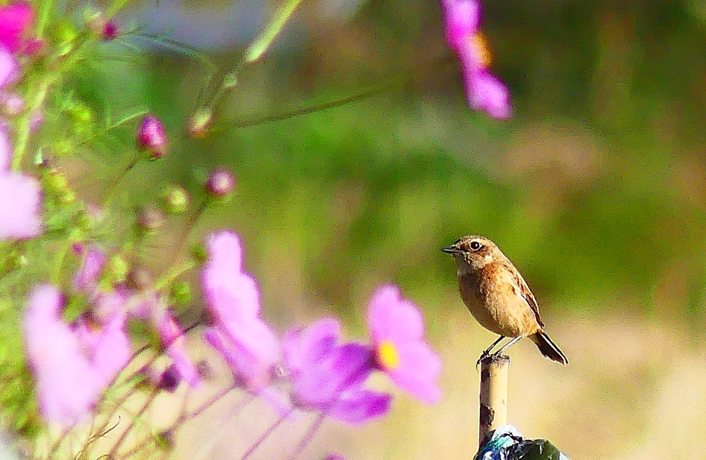 P4420870：コスモス畑のノビタキ_R