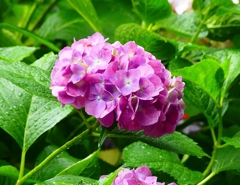 P4170844：紫陽花_R