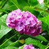 P4170844：紫陽花_R