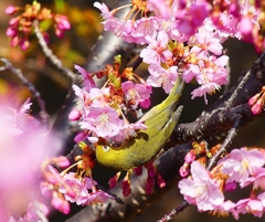 P3900071：河津桜にメジロ_R