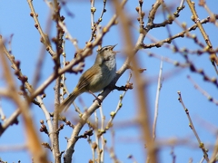 P4860374：ウグイス_R