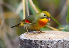 P1600168：ソウシチョウ_R