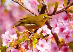 P1890560：河津桜にメジロ_R