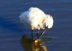 P1690080：ヘラサギ_R