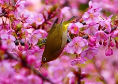 P1870114：河津桜にメジロ_R