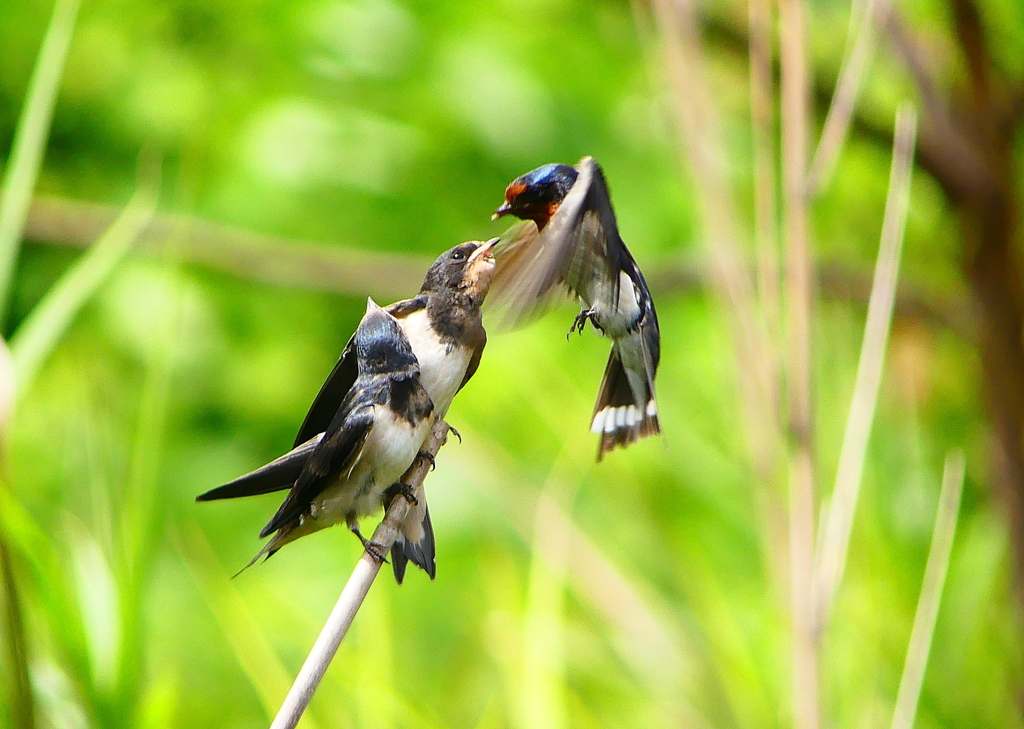 P1010308：ツバメ（幼鳥）_R