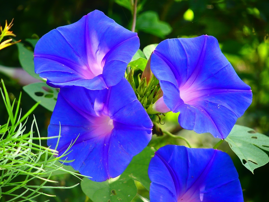 P4230014：アサガオ_R