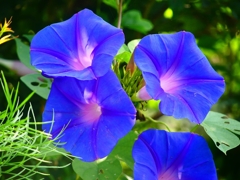 P4230014：アサガオ_R