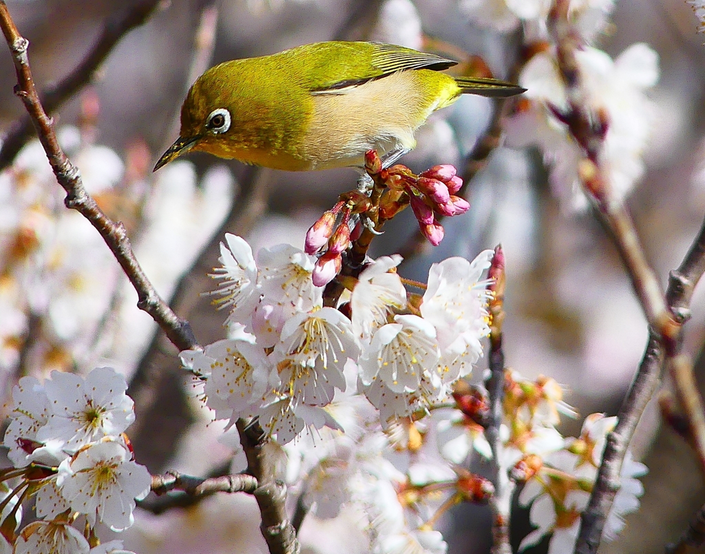 P4840484：桜にメジロ_R