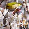 P4840484：桜にメジロ_R
