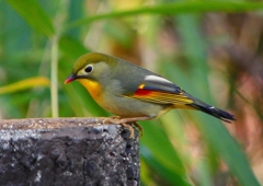 P1520507：ソウシチョウ_R