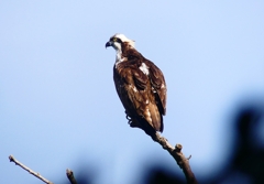 P4400257：ミサゴ_R