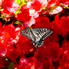 P4030285：ツツジにナミアゲハ_R
