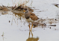 P4990037：ケリ（幼鳥A）_R