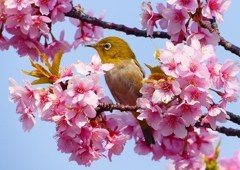 P1890418：河津桜にメジロ_R