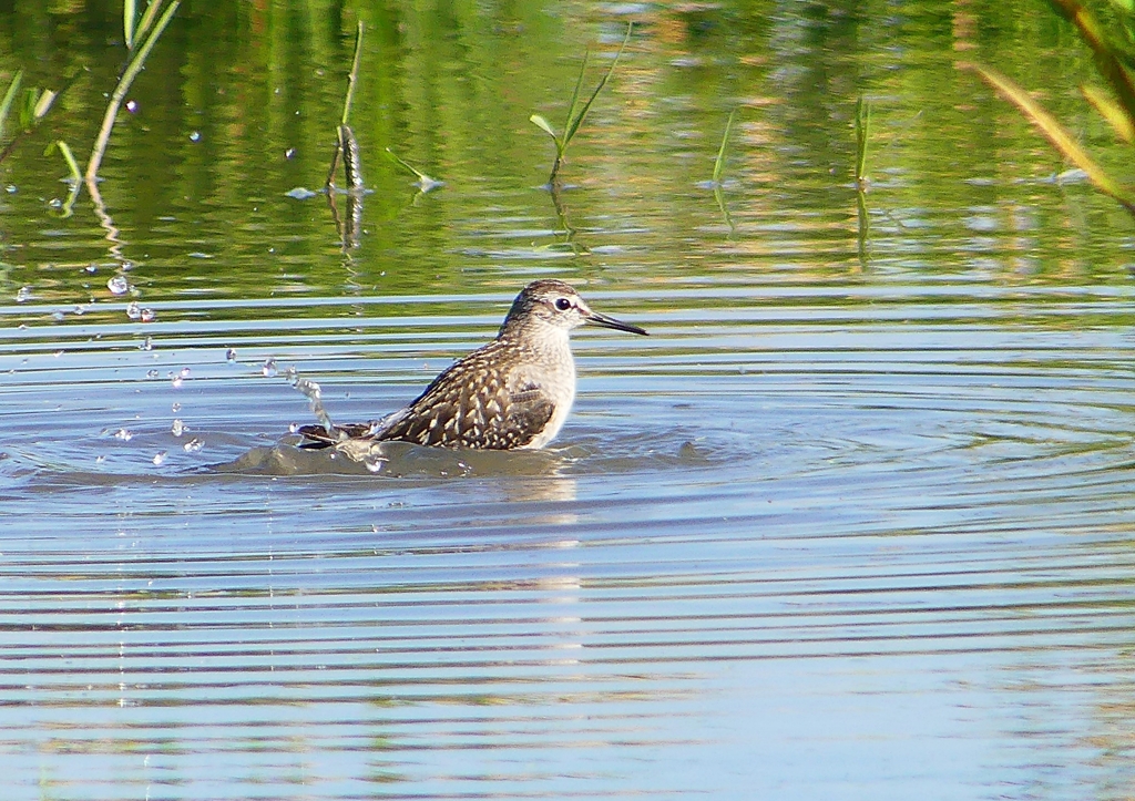 P1260049：タカブシギ_R