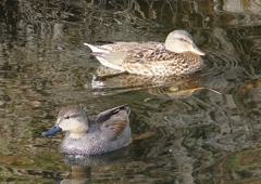 P1570364：オカヨシガモ_R