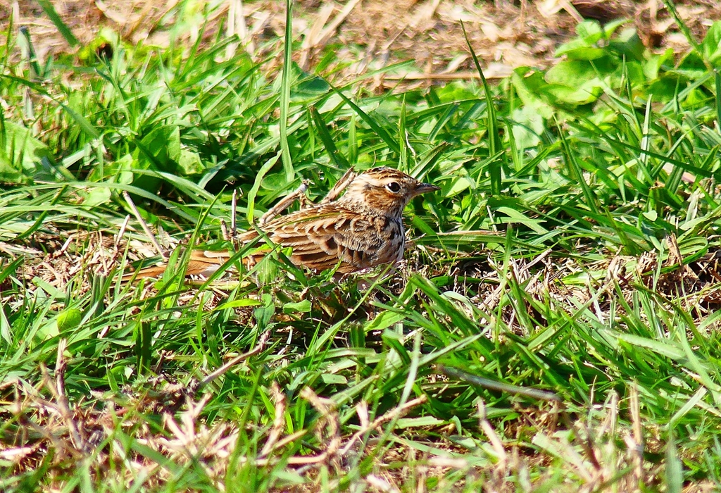 P4430245：ヒバリ_R