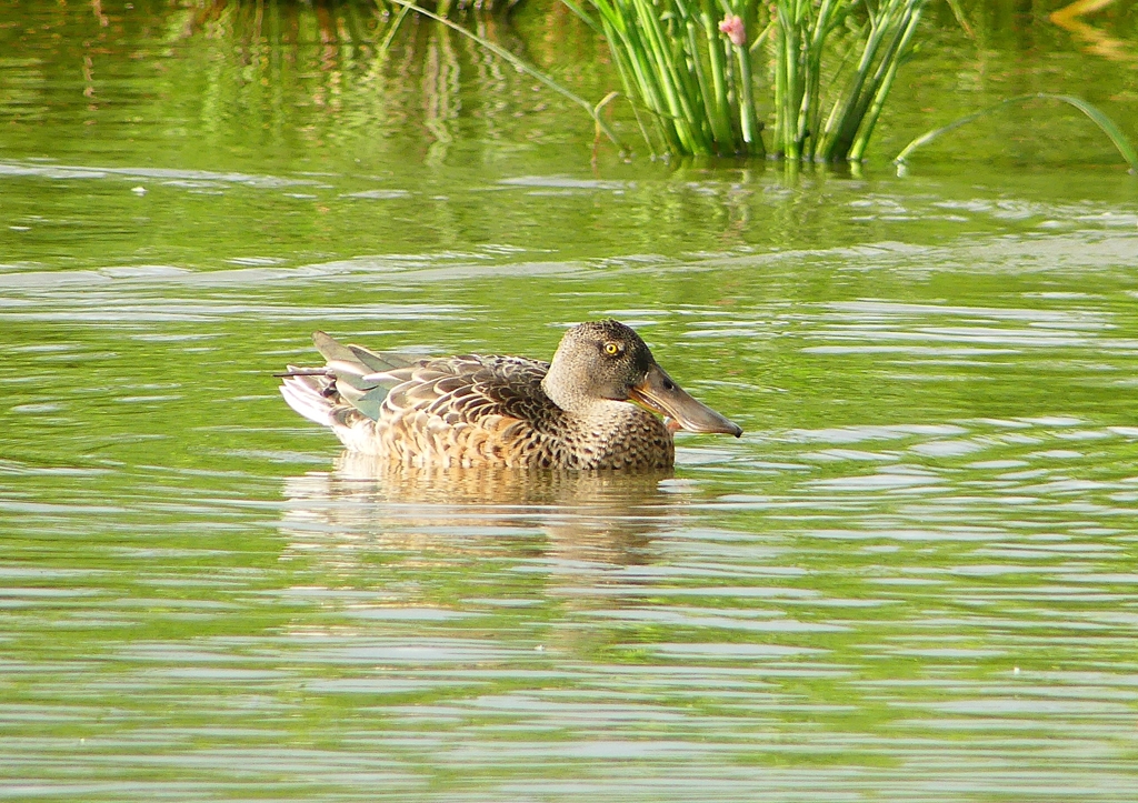 P1230244：ハシビロガモ_R
