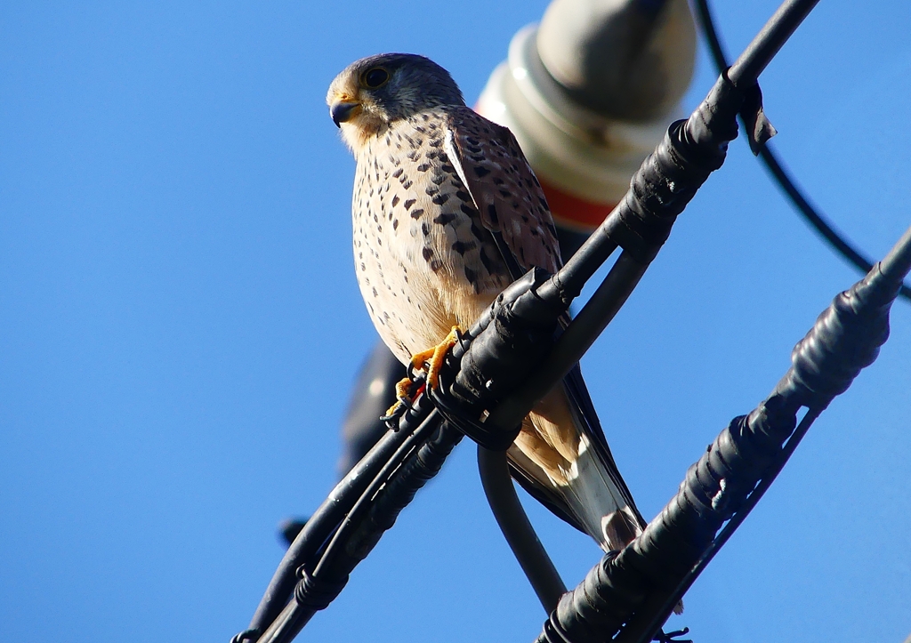 P1460385：チョウゲンボウ_R