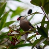 P4670862：ウソ_R