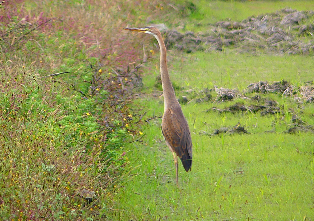 P1410008：ムラサキサギ_R