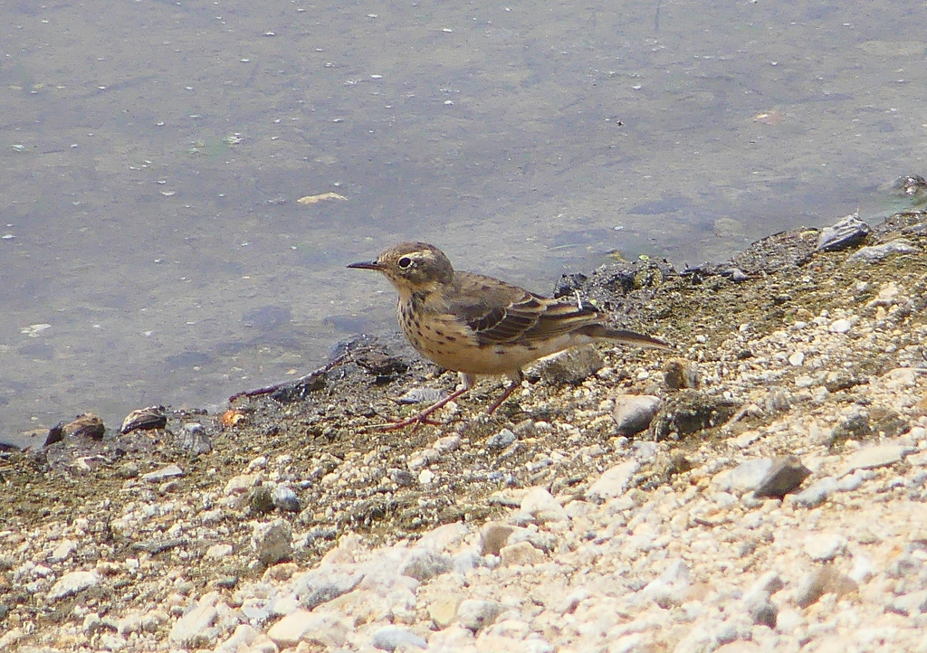 P1950230：タヒバリ_R