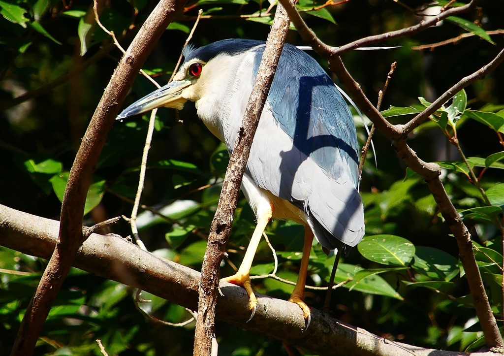 P1870586：ゴイサギ_R
