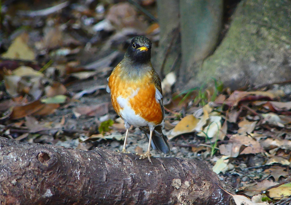 P1880914：オオアカハラ_R