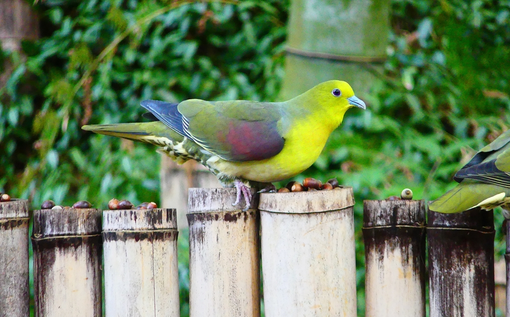 P4760235：アオバト（オス）_R