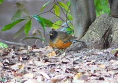 P1770765：オオアカハラ_R