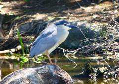 P2020234：ゴイサギ_R