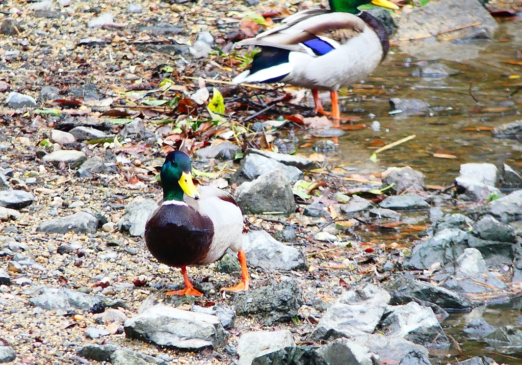 P4750251：マガモ（オス）_R